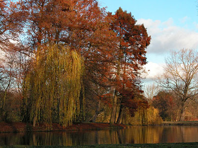 Vondelpark alberi - Clicca sull'immagine per ingrandirla
