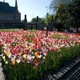 tulipani al palazzo L'Aia