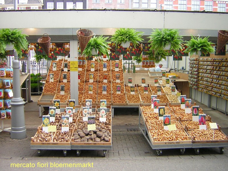 Bloemenmarkt, il Mercato dei Fiori ad Amsterdam - Clicca sull'immagine per ingrandirla