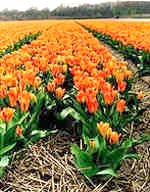 Tulipani Arancioni - Clicca sull'immagine per ingrandirla