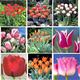 Tipi di tulipani